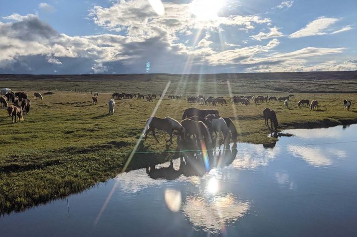 Íslandshestar Iceland Horse Riding Vacations